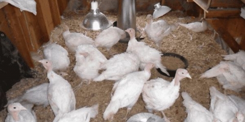 Kako uzgajati ćurke od 0 do 4 mjeseca kod kuće, temperaturni uslovi za uzgoj